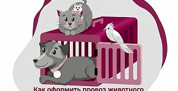 Разберем закон о выгуле собак